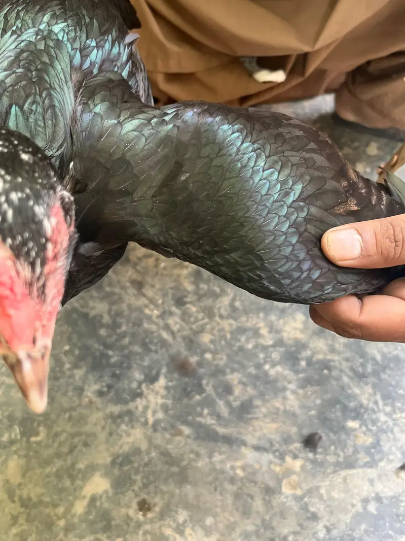 aseel hen — photo 6