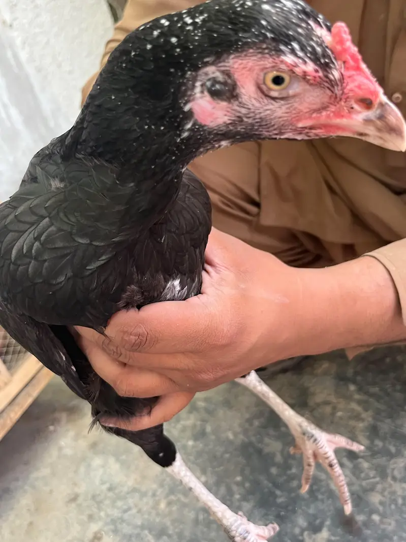 aseel hen — photo 7