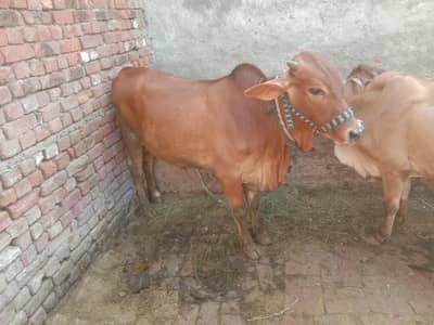 manzoor