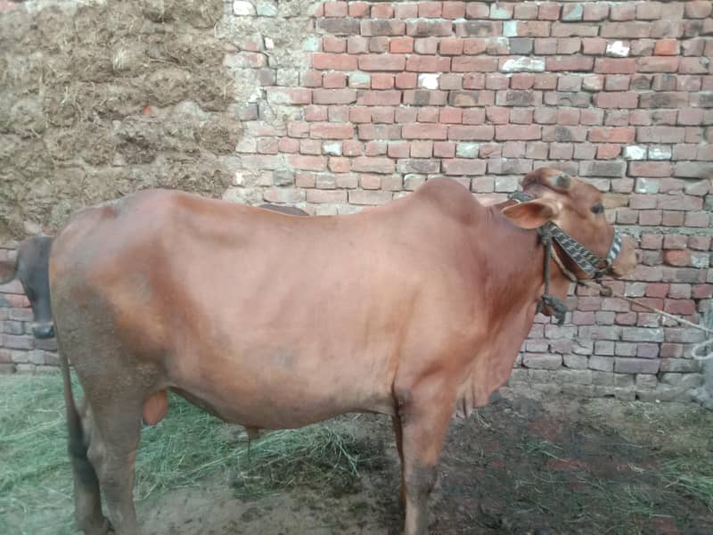 manzoor 1