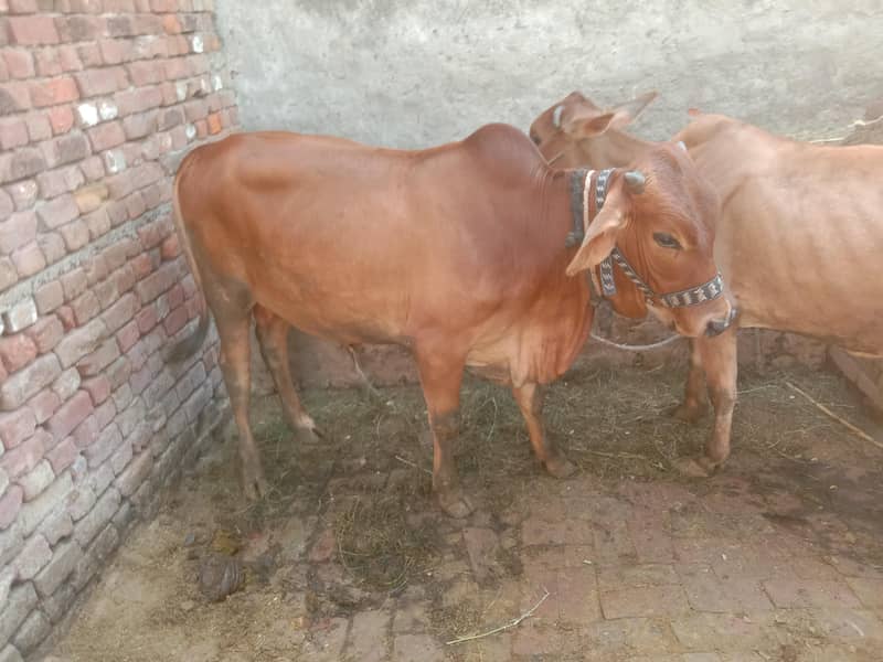 manzoor 4