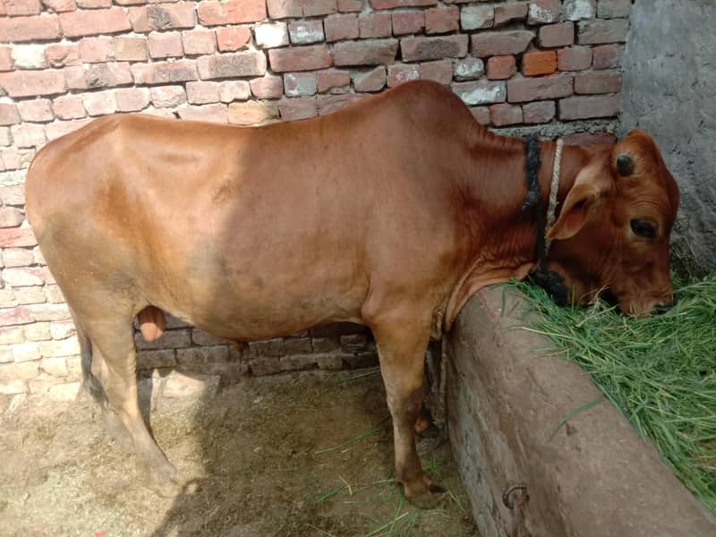 manzoor 6
