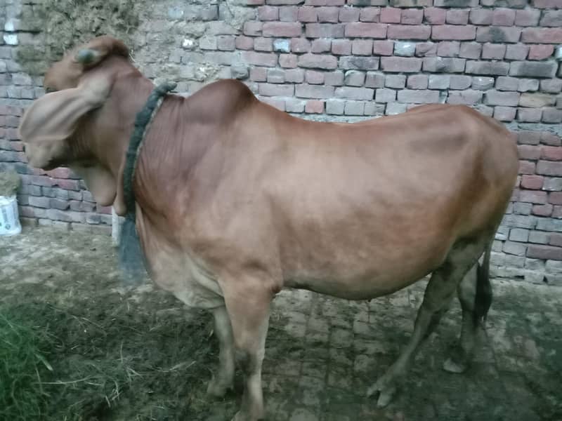 manzoor 7