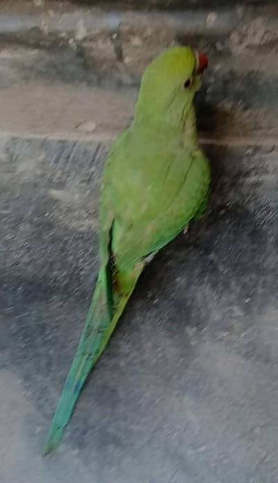 hand time talking parrot patha ha abhi  gisko chahiya rabta kara