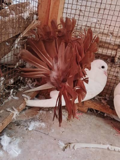 Red tail Lakka/laka kaboter young breeder pair and phatta fancy pigeon
