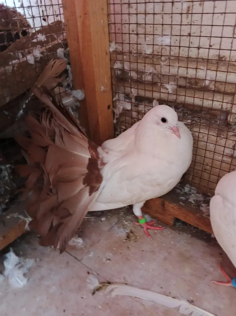 Red tail Lakka/laka kaboter young breeder pair and phatta fancy pigeon — photo 2