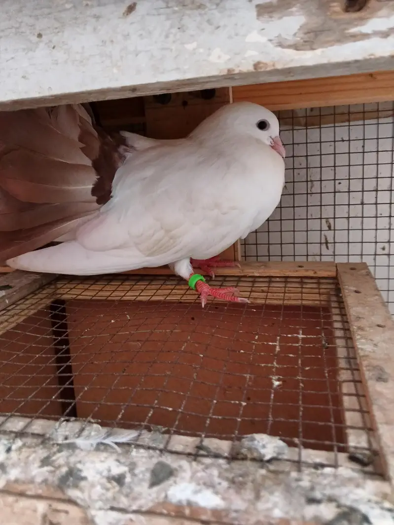 Red tail Lakka/laka kaboter young breeder pair and phatta fancy pigeon — photo 3