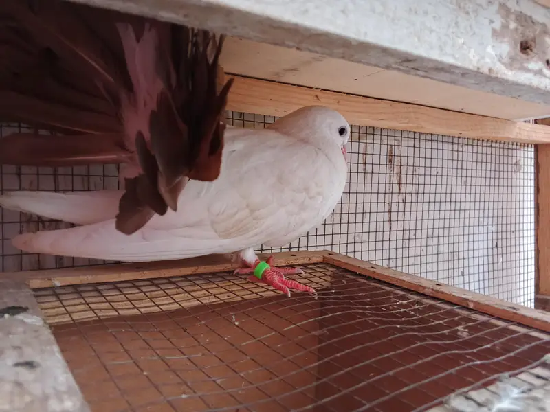 Red tail Lakka/laka kaboter young breeder pair and phatta fancy pigeon — photo 4