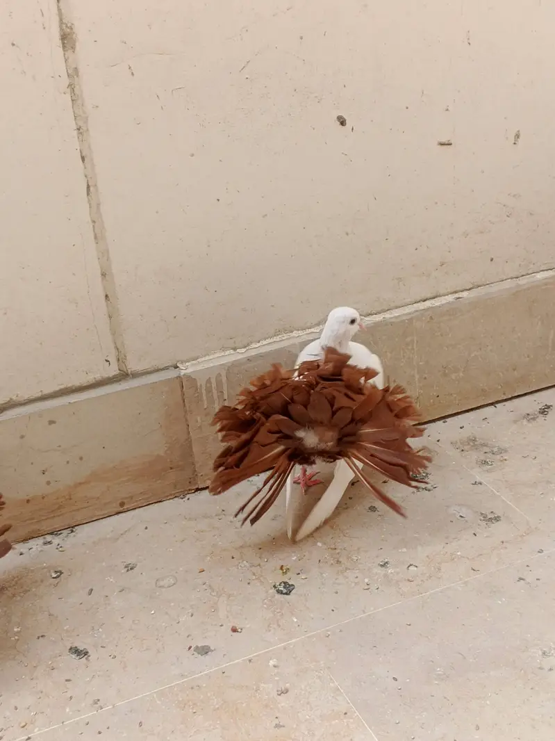 Red tail Lakka/laka kaboter young breeder pair and phatta fancy pigeon — photo 5