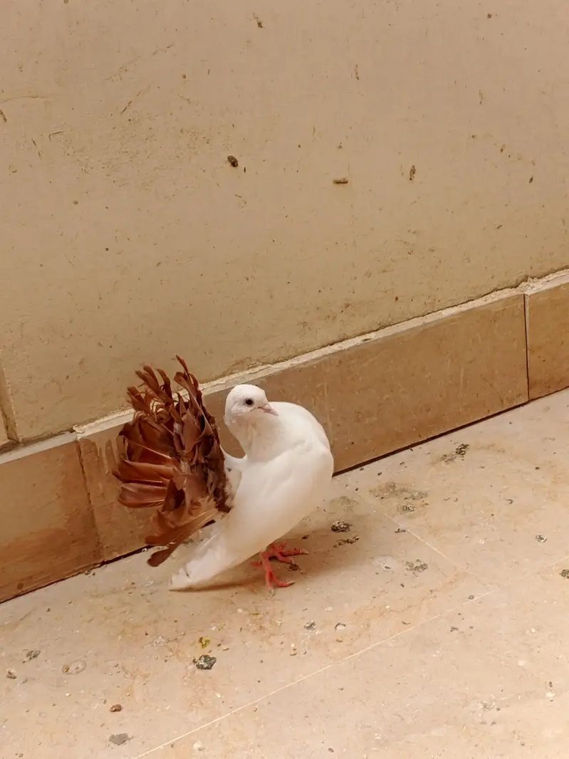 Red tail Lakka/laka kaboter young breeder pair and phatta fancy pigeon — photo 6