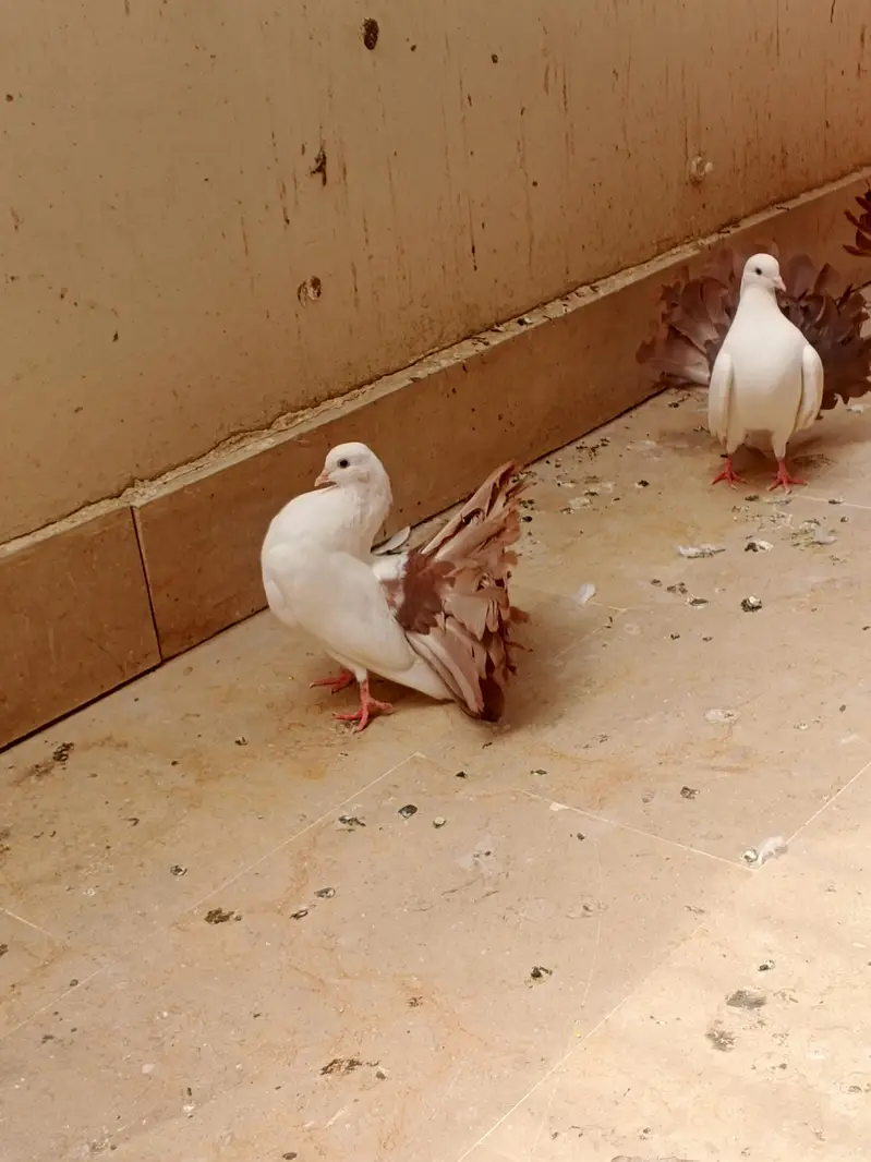 Red tail Lakka/laka kaboter young breeder pair and phatta fancy pigeon — photo 7