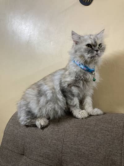 cat for sale