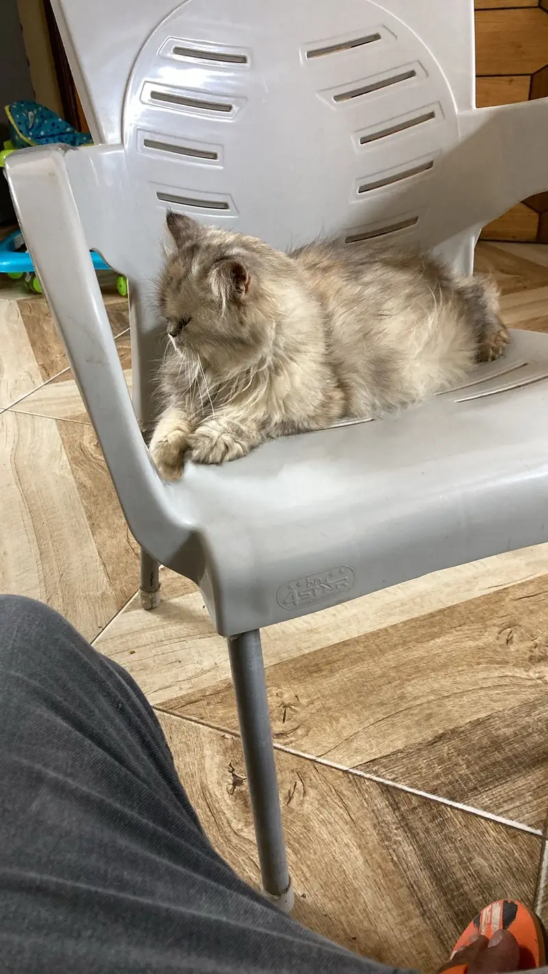 cat for sale — photo 2