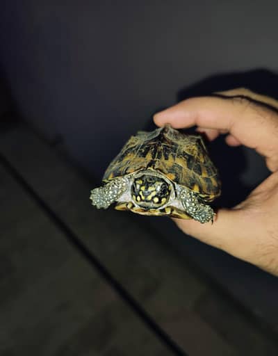 American turtle