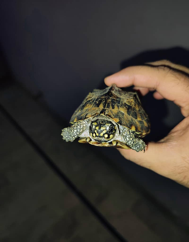 American turtle 0