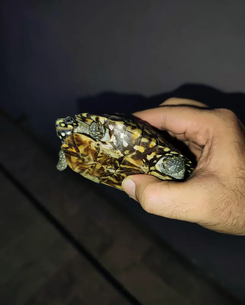 American turtle — photo 2