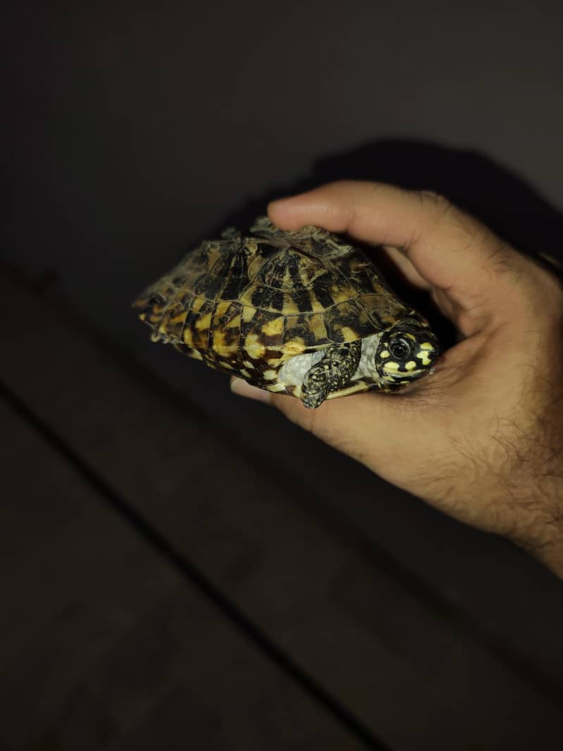 American turtle 2