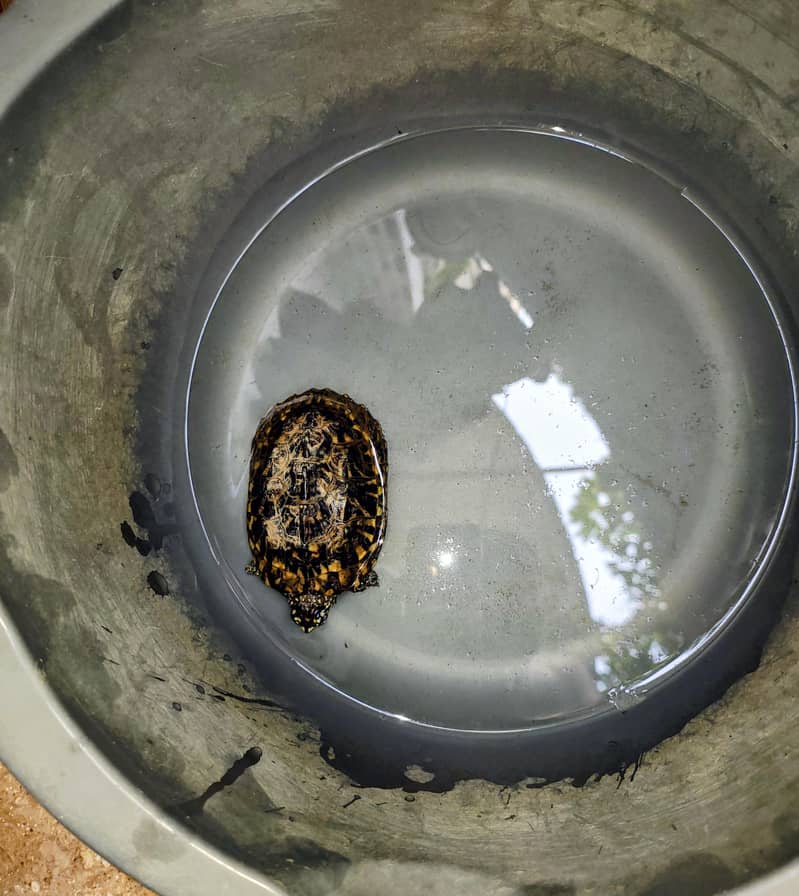 American turtle 3