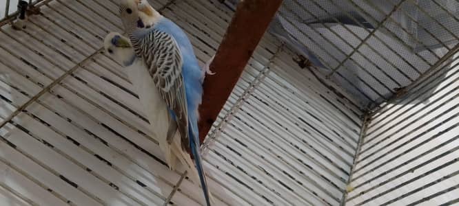 under size breeder pair ( Lodhran City )