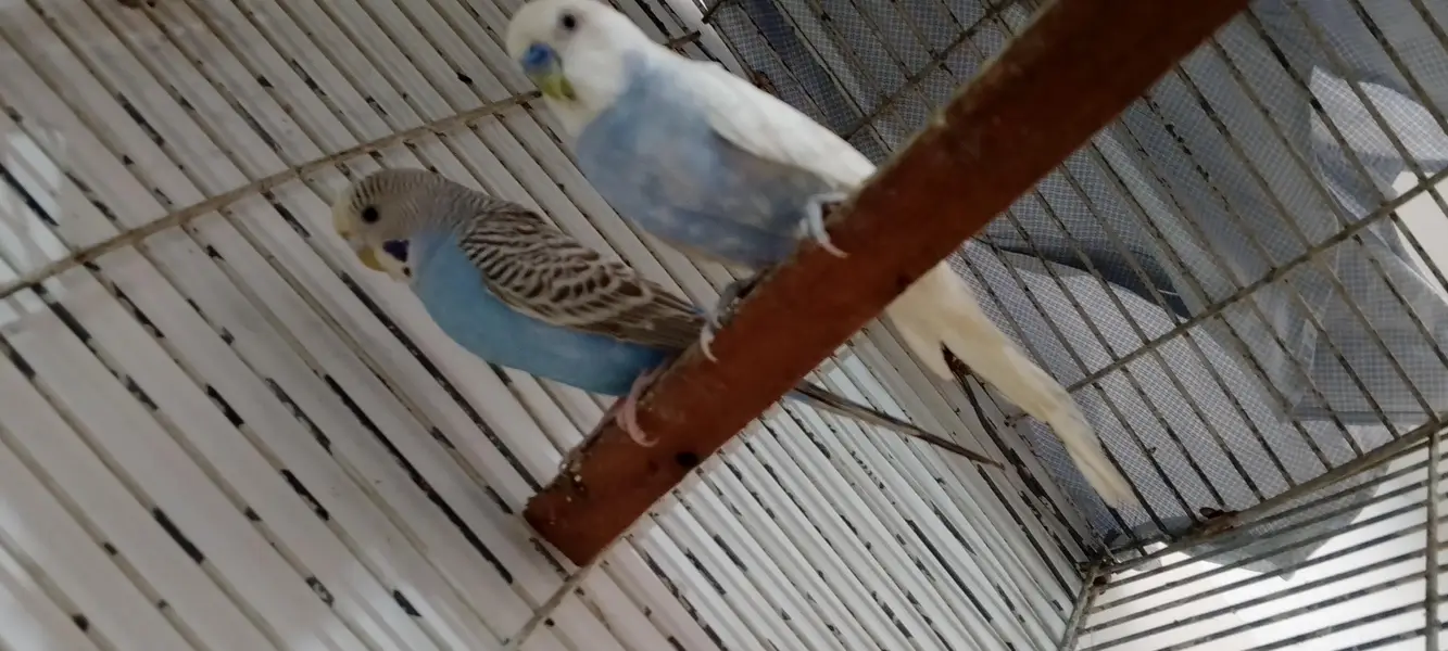 under size breeder pair ( Lodhran City ) — photo 2