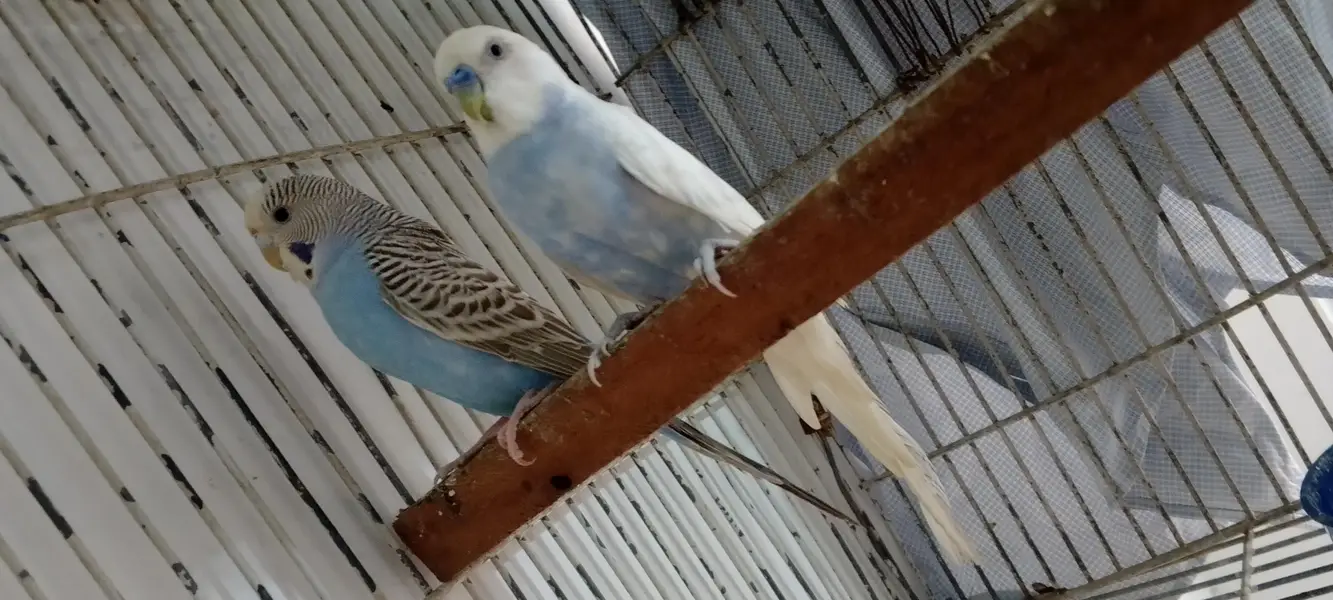 under size breeder pair ( Lodhran City ) — photo 3