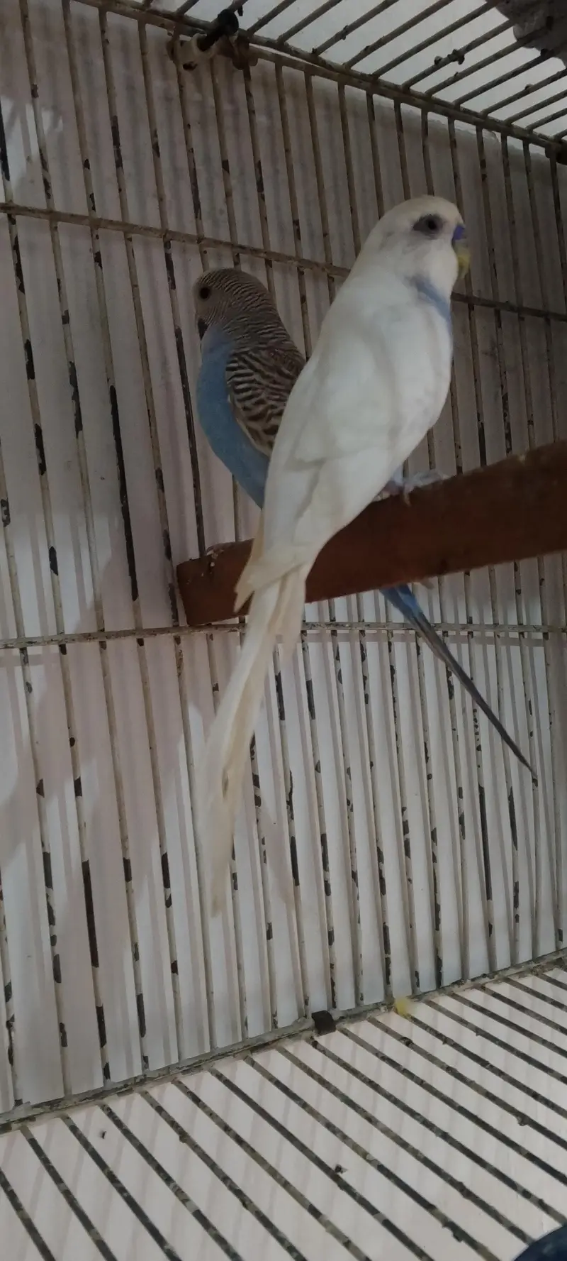 under size breeder pair ( Lodhran City ) — photo 4