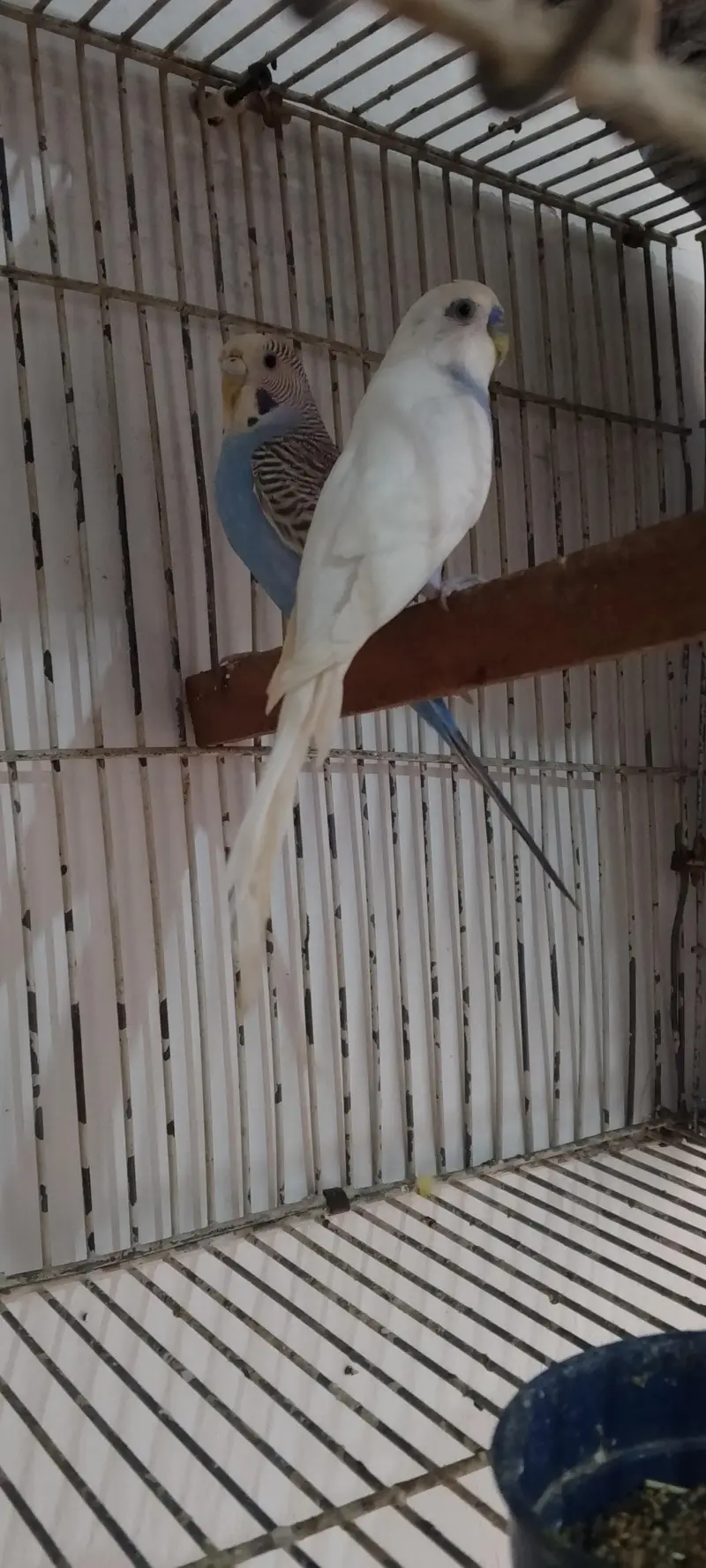 under size breeder pair ( Lodhran City ) — photo 5