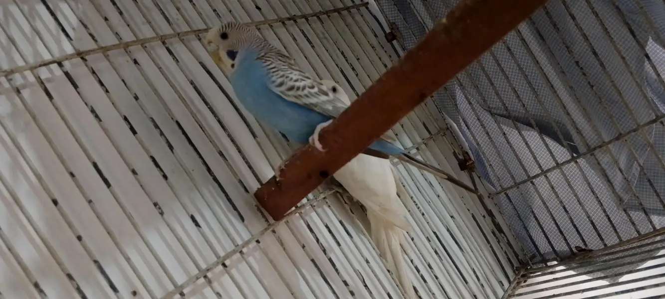 under size breeder pair ( Lodhran City ) — photo 6