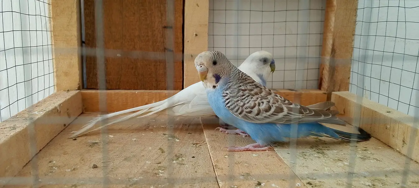 under size breeder pair ( Lodhran City ) — photo 7