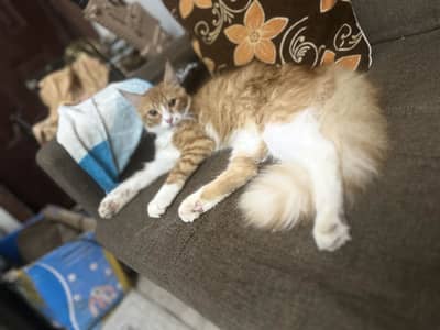 Semi persian male minimum charges