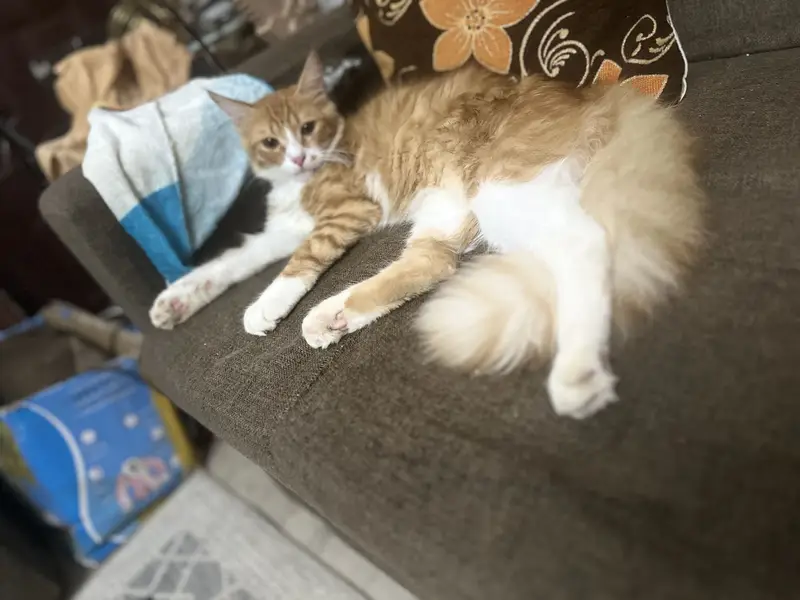 Semi persian male minimum charges — photo 2