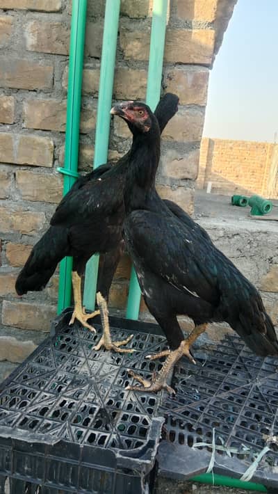 shamo
