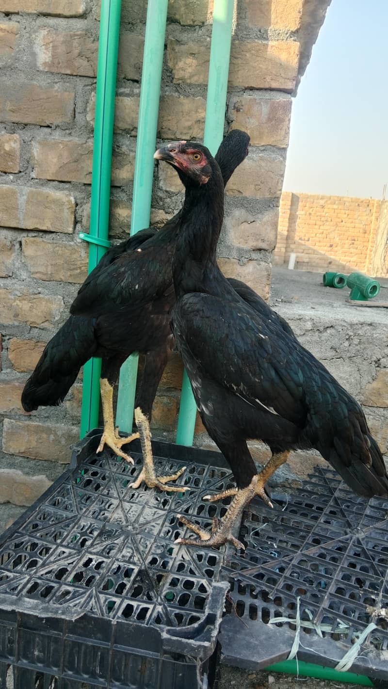 shamo 0