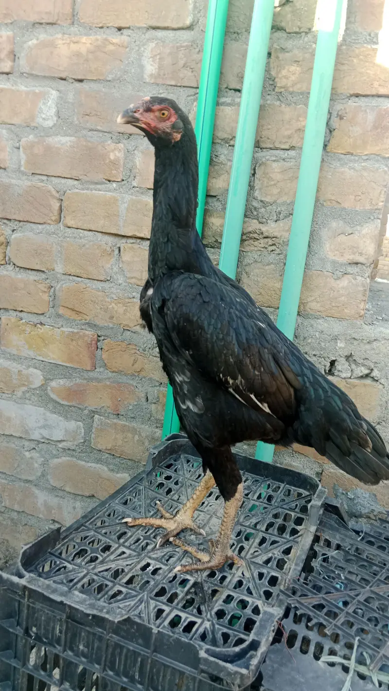 shamo — photo 3