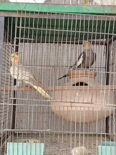 pearl pide Coacktail and love birds crimino pestal Eno fishar