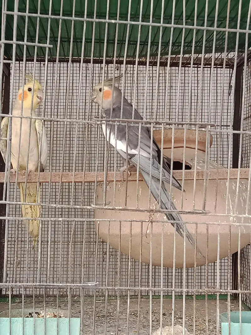 pearl pide Coacktail and love birds crimino pestal Eno fishar — photo 2