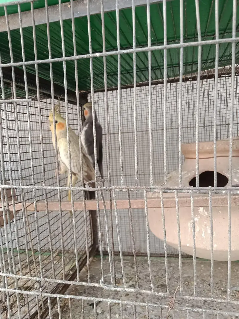 pearl pide Coacktail and love birds crimino pestal Eno fishar — photo 3