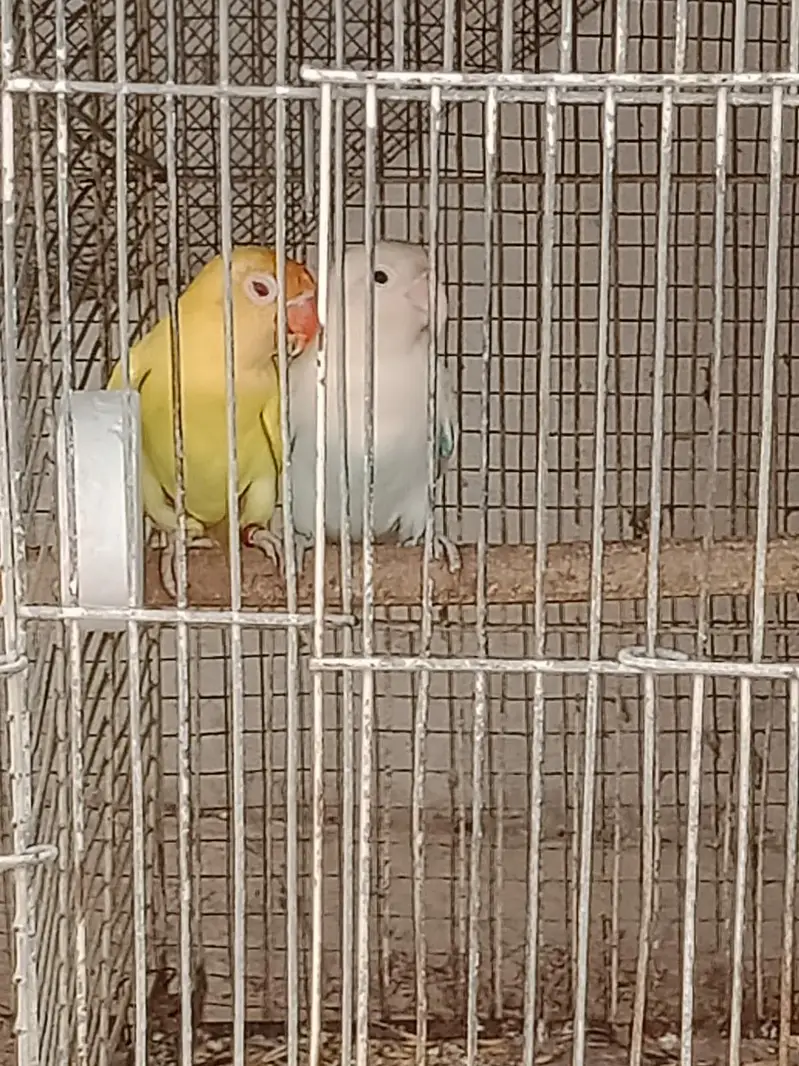 pearl pide Coacktail and love birds crimino pestal Eno fishar — photo 4