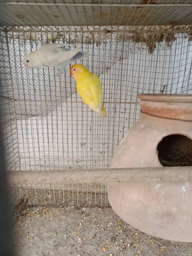 pearl pide Coacktail and love birds crimino pestal Eno fishar — photo 5