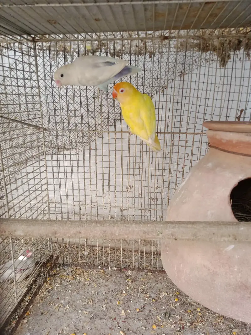 pearl pide Coacktail and love birds crimino pestal Eno fishar — photo 6