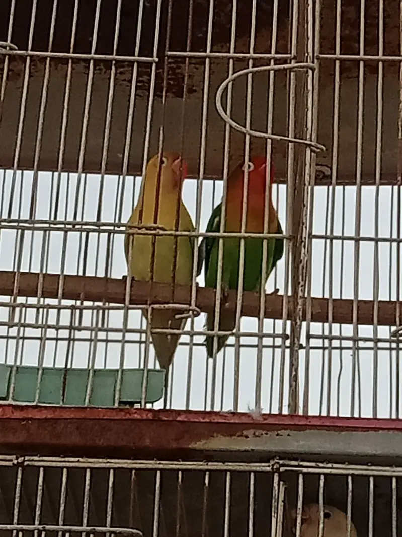 pearl pide Coacktail and love birds crimino pestal Eno fishar — photo 7