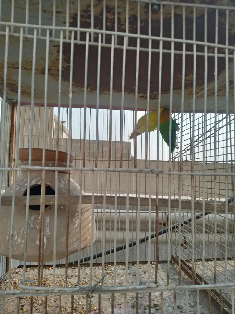 pearl pide Coacktail and love birds crimino pestal Eno fishar — photo 8