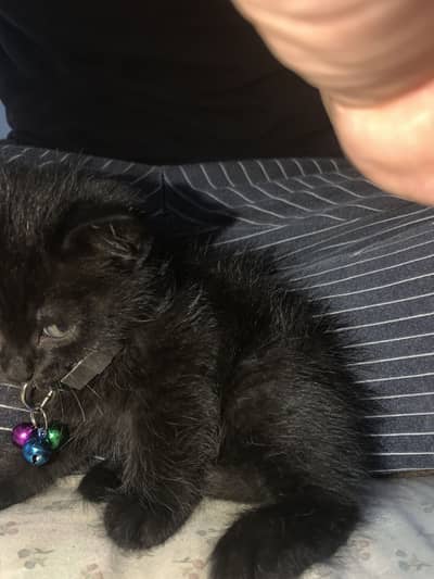 A persion female cat 10000 rs