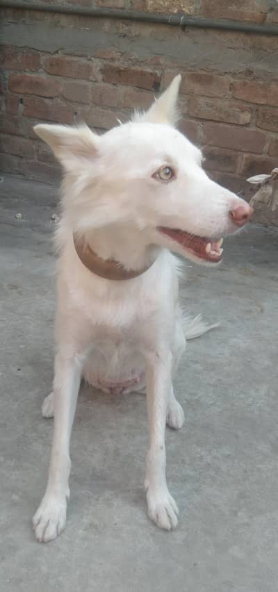 Rassian Female dog for sale