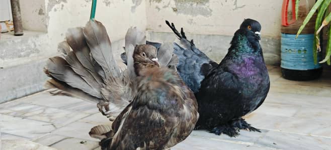 Indian Fantail 100% Breeding Pair Large size