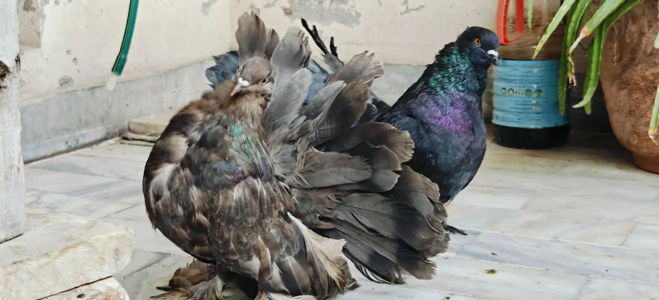 Indian Fantail 100% Breeding Pair Large size — photo 2