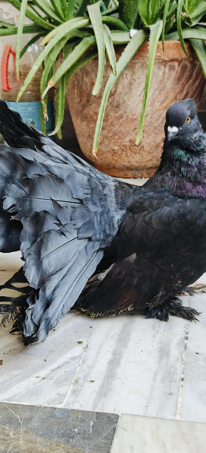 Indian Fantail 100% Breeding Pair Large size — photo 3