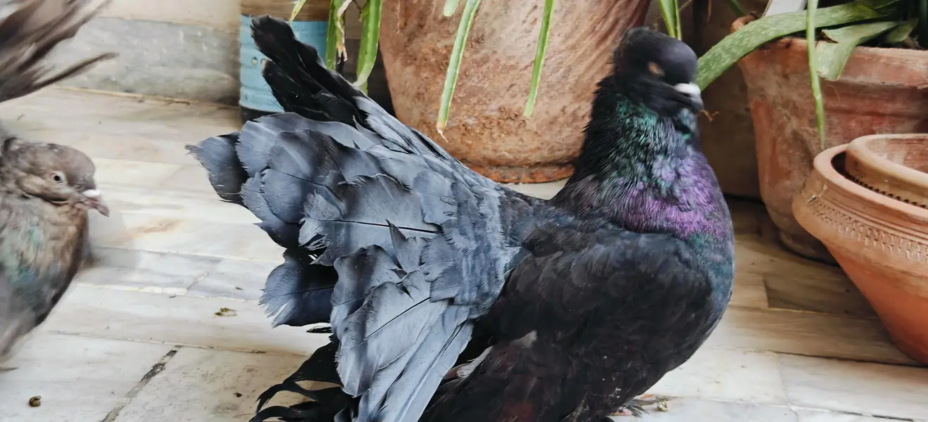 Indian Fantail 100% Breeding Pair Large size — photo 4