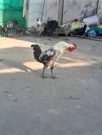 Fayoumi And Desi Cocks(03115236842)