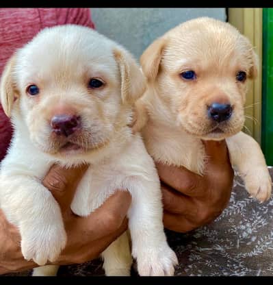 Labrador Puppies | British Labrador puppy |  |Top Quality Labrador Pup